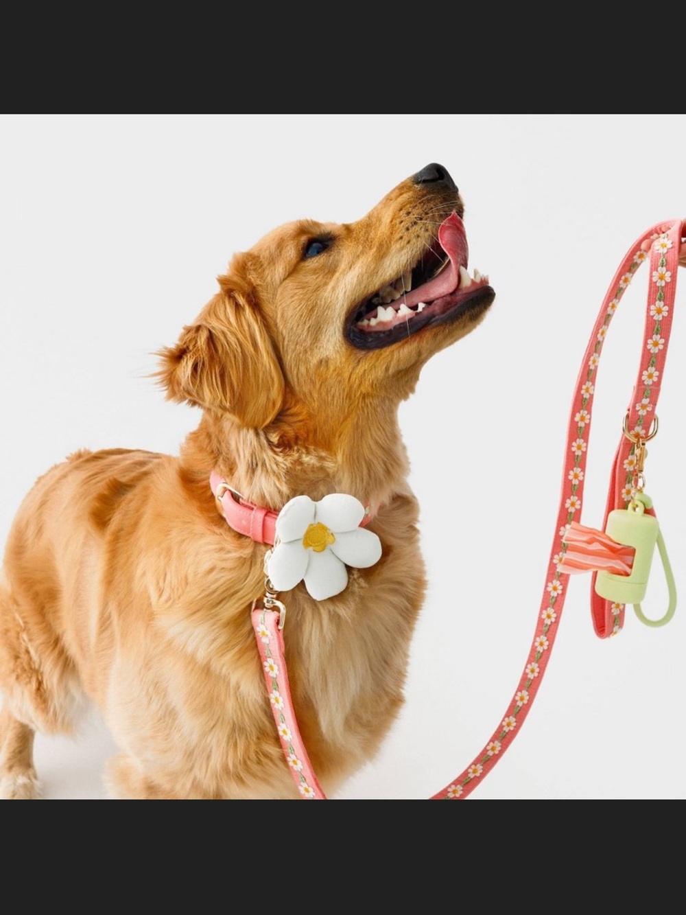 Hooray House Daisy Dog Collar Small